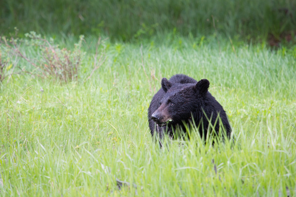 A black bear laying in an overgrown grove in Yellowstone National Park.
