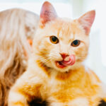 Find your purr-fect new friend with TRU’s Vet Tech Adoptions