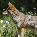Coyote Brings the Food conference to open IDays