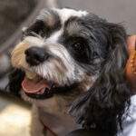 Pet the stress away with Therapy Dog Thursday