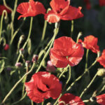 Kamloops gears up for another Remembrance Day