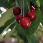 Five eating habits for healthy weight loss